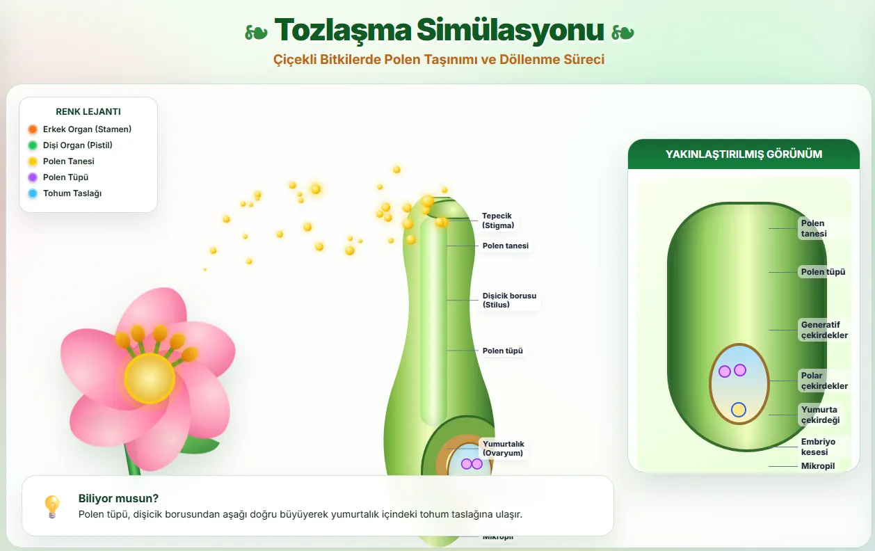 Btkilerde Totlaşma